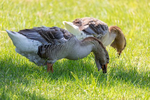 Domestic goose. Toulouse Geese.
Toulouse Geese originate from the countryside around the city of Toulouse in  France. The Toulouse is a popular goose and good specimens can sell for high prices