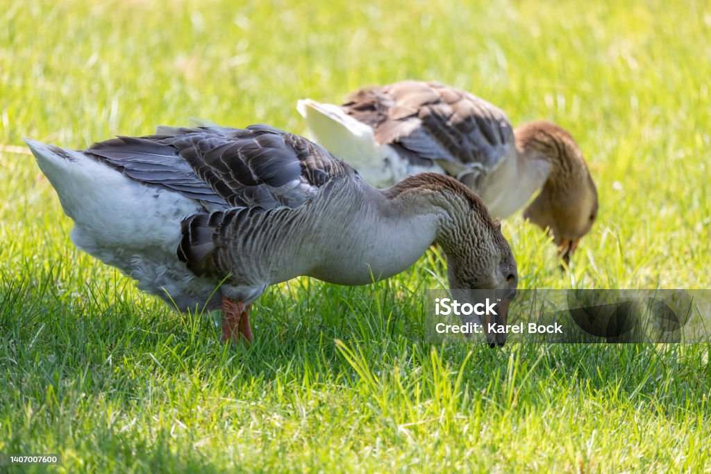 Domestic goose. Toulouse Geese. Domestic goose. Toulouse Geese.
Toulouse Geese originate from the countryside around the city of Toulouse in  France. The Toulouse is a popular goose and good specimens can sell for high prices Goose - Bird Stock Photo
