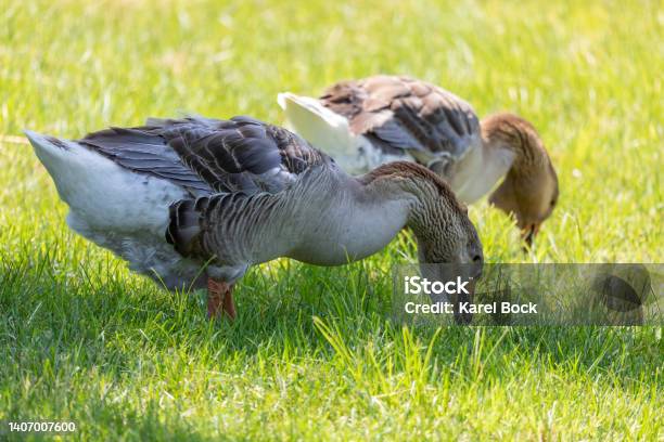 Domestic Goose Toulouse Geese Stock Photo - Download Image Now - Goose - Bird, Toulouse, Village