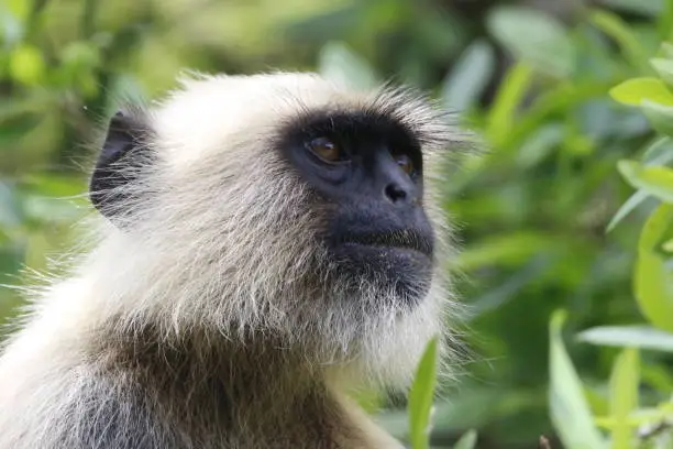 View of Langur Monkeys