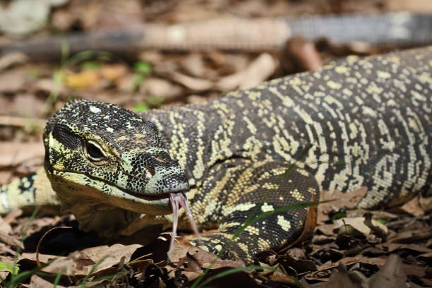istock Australian Lace Monitor 1407011846