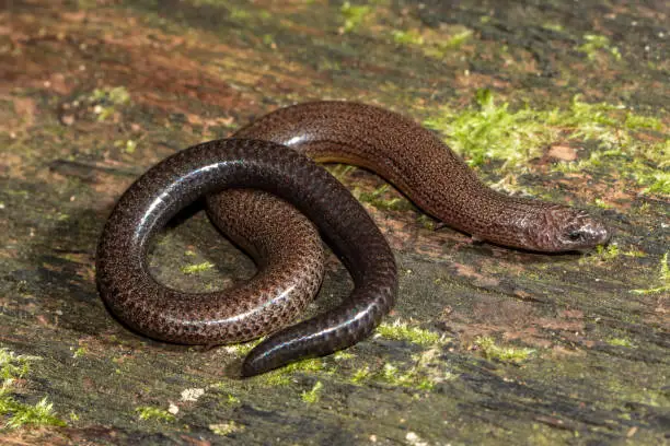 Australian Short-limbed Snake Skink (Ophioscincus truncatus)