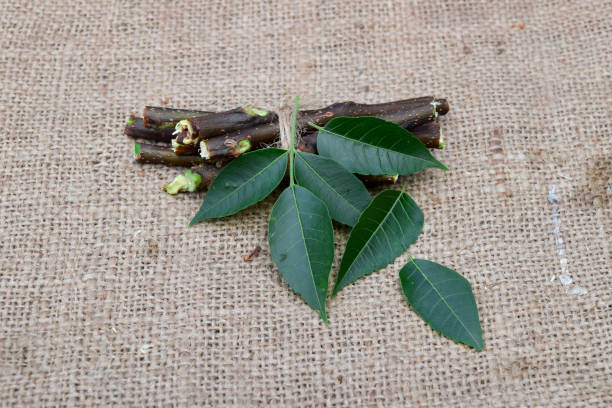 istock Medicinal Neem leaves, and branches on jute fabric conceptual background. Neem tree useful for aroma, beauty,  and ayurvedic medicinal herb. 1407012968