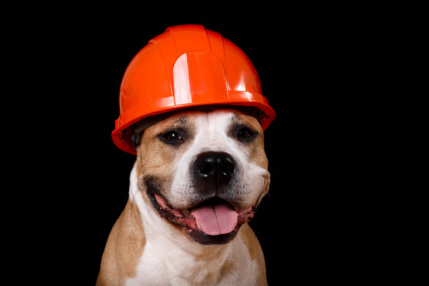 istock dog breed pit bull terrier in a construction helmet isolated on a black 1407013001