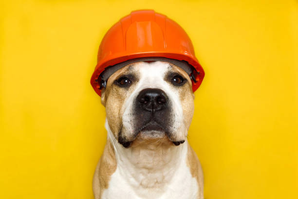 istock dog breed pit bull terrier in a construction helmet on a yellow 1407013012