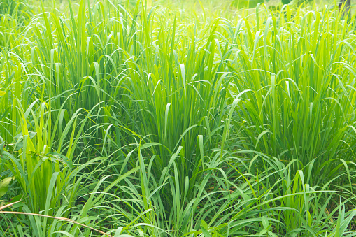 long leaf weed of Cogon grass fresh green outdoor densely combined. Grass that grows naturally on the ground.