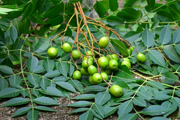 neemblätter und früchte. neemsamen mit blatt. neembaum heilkräuterpflanze. neem bekannt als margosa. ayurvedische heilpflanze. - azadirachta indica stock-fotos und bilder