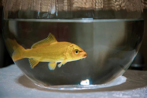 Aquarium tropical fish: otocinclus