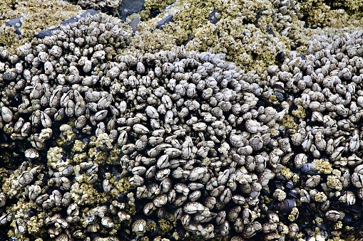 Close-up of barnacles on the beach at low tide