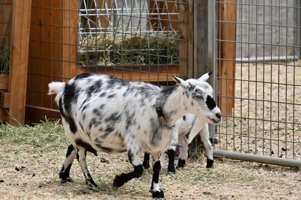 istock Dwarf white and black goat on the go 1407022621