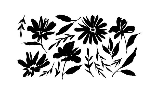 Meadow flowers hand drawn vector set. Meadow flowers hand drawn vector set. Ink drawing wild flowers, brush painted herbs. Floral drawings collection. Black and white artistic botanical elements. Chrysanthemums or chamomiles wild chrysanthemum stock illustrations