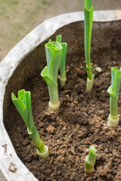 recultivando vegetais, alho-poró dispara cultivado no solo - regrow - fotografias e filmes do acervo