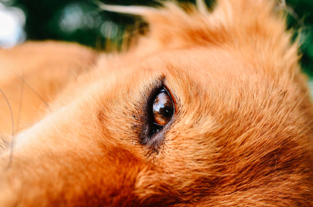 istock cute brown dog close up 1407025871