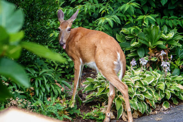 istock Young Deer comes into the neighborhood. 1407026557