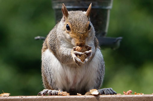 A Squirrel nibbles away on bird seed