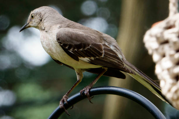 istock Northern Mockingbird perched on a curved metal bar 1407026563