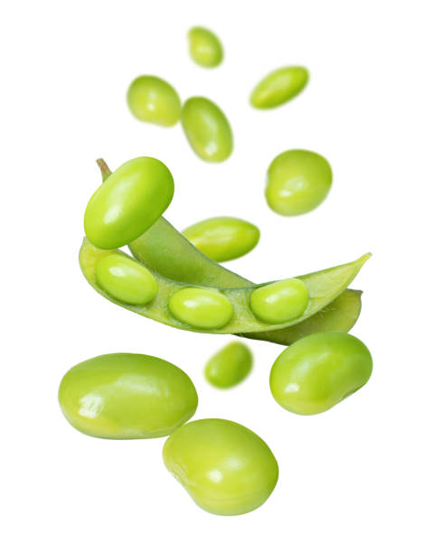 白地に緑大豆 - soybean bean edamame pod ストックフォトと画像