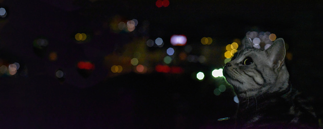 Cat looking at the night view