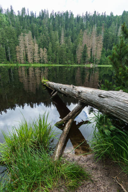 istock Wild lake in the Black Forest with tranquil water surface reflecting a fallen tree trunk, Black Forest, Germany 1407027752