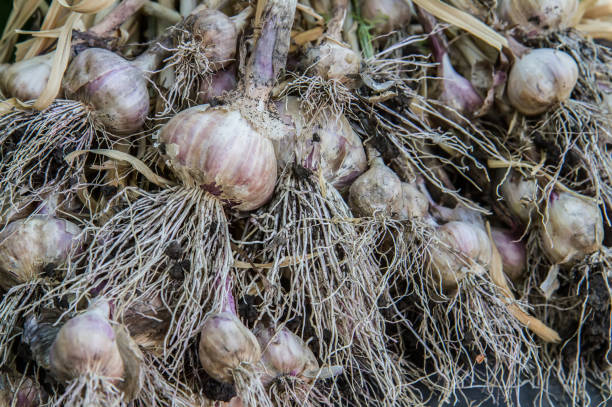 istock A bunch of fresh garlic. 1407028945