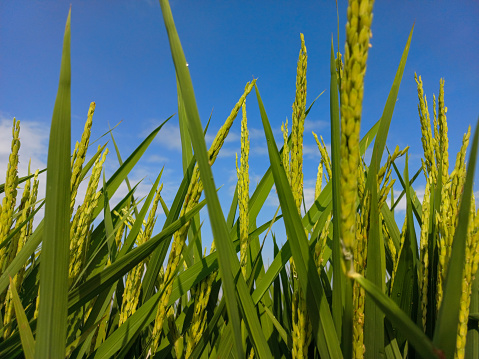 I took the image when I was helping my father to tend his farmland.