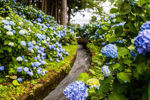 Summer is the time for Hydrangea flowers. They grow wild over the Japanese countryside.