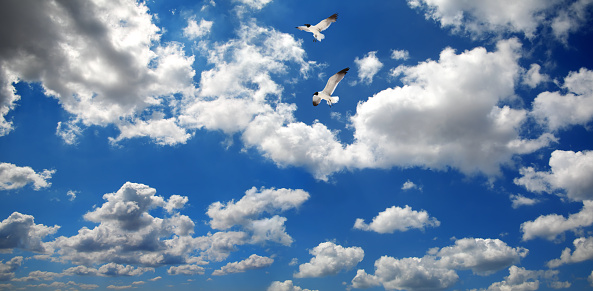 Seagull Flying on a Blue Summer Day, Wales, United Kingdom