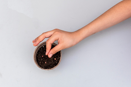 top view of little girl's hand holding a spinach seed before planting it in a seedbed
