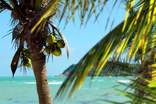 Low angle view of coconut palm tree against cloud and blue sky, Koh Yao, Thailand