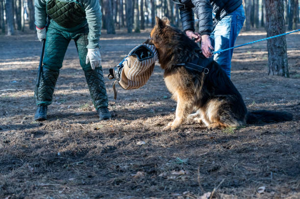 ジャーマン・シェパードは座って、彼の口に彼の咬傷の袖を持っています。飼い主は動物の隣に立っています。トレーナーは犬の口から咬合スリーブを引き抜こうとします。訓練犬のガード� - weight training audio ストックフォトと画像