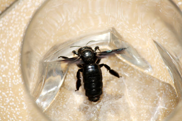 istock Oriental carpenter bee (Xylocopa nasalis) or (Xylocopa (Biluna) nasalis) trapped inside a glass vessel : (pix SShukla) 1407035437