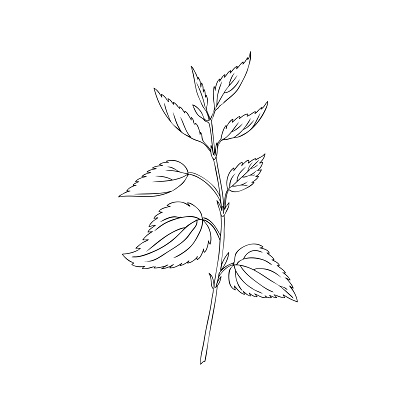 Nettle wild field flower isolated on white background botanical hand drawn sketch vector doodle line art illustration Urtica dioica for design package tea, cosmetic, natural medicine, greeting cards