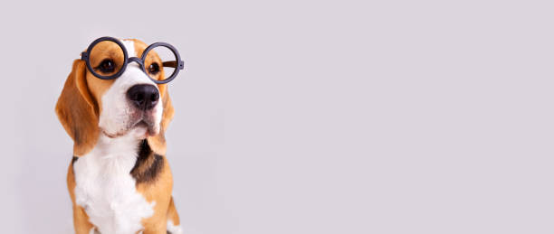 istock A beagle dog with round glasses on a gray isolated background. Banner. 1407036588
