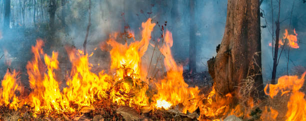 istock Wildfire disaster in tropical forest caused by human 1407040464