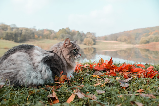 Side view of a gray fluffy cat sitting near the lake. Siberian breed.