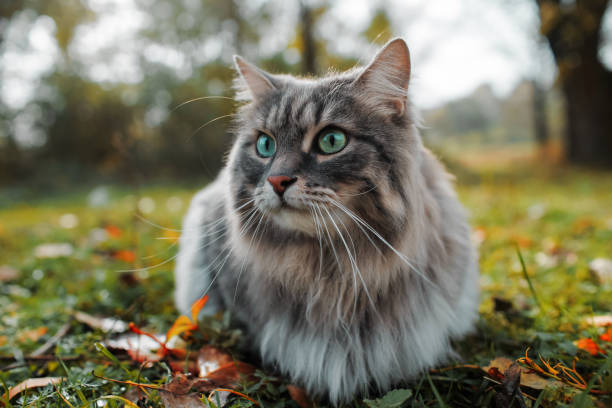 The cat looks to the side and sits on a green lawn. Portrait of a fluffy gray cat with green eyes in nature, close up. Siberian breed stock photo