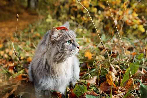 Funny portrait of a fluffy, gray cat with green eyes, outdoors in the forest. Fallen, autumn leaf on the head of a cat, close-up