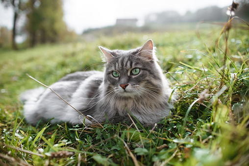 Gray fluffy cat lying on a green lawn outside. Siberian cat having a rest outdoors.