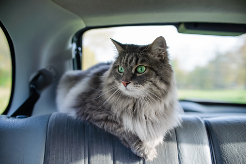Portrait of a cat in the car. Gray cat with green eyes in the back seat. Traveling with an animal. Close-up