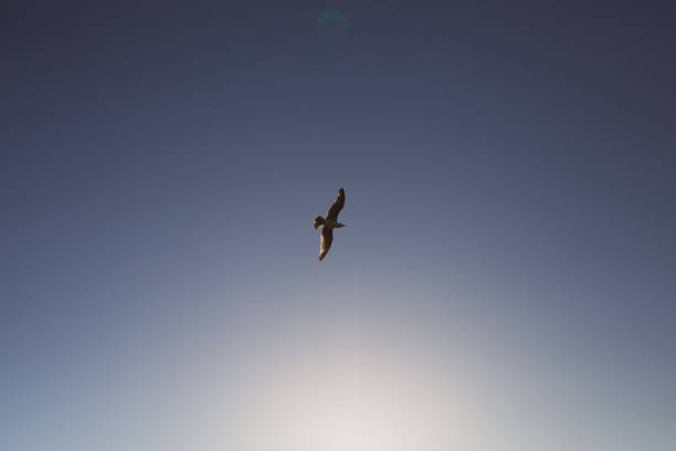 istock Baltic Sea, Sunset, Birds, Poland 1407041497