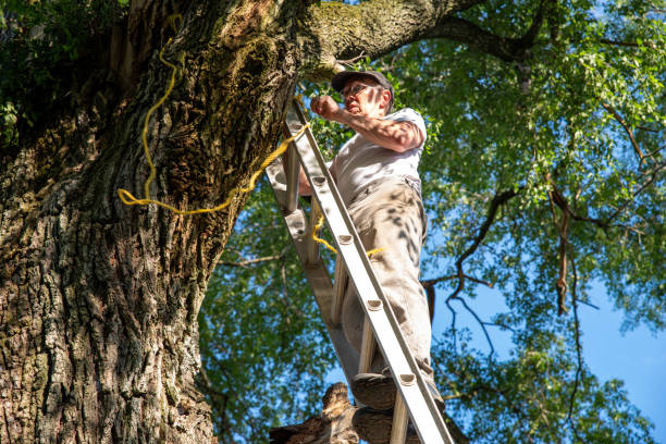 istock Working man on a ladder against a big tree with a broken dead branch 1407042364
