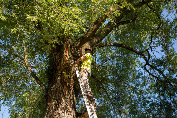 istock Working man on a ladder cuts a branch off of a large tree 1407042370