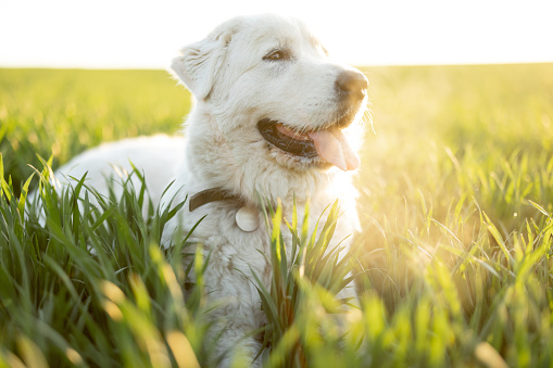 Portrait of adorable white dog lying on green field on sunset. Maremmano-Abruzzese Sheepdog breed