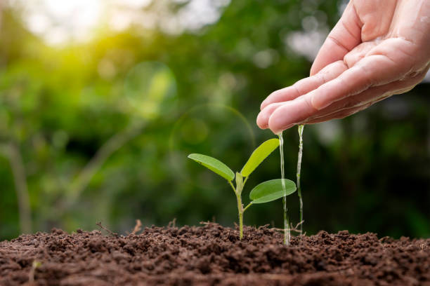 farming Plant seedlings, hand nourish, and water young plants growing in the soil. farming Plant seedlings, hand nourish, and water young plants growing in the soil. nourish stock pictures, royalty-free photos & images