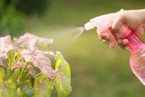 istock Hand using pink spray to watering the plant in morning time. 1407042884