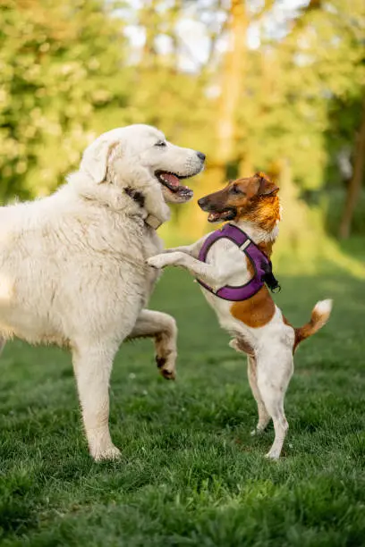 Photo of Adorable dogs playing on green meadow