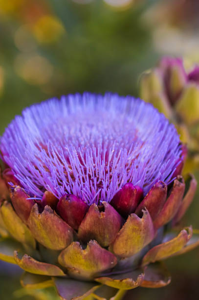 istock A single bloom of Artichoke Thistle . 1407045202