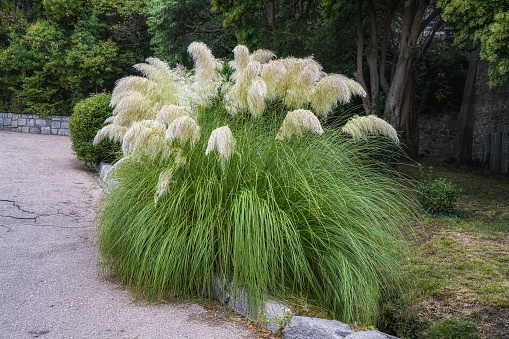 Pampas grass with light yellow paniculate inflorescences in summer in the Crimea. Demanded by landscape designers around the world. Excellent perennial cultivated plant. Ornamental grass Cortaderia