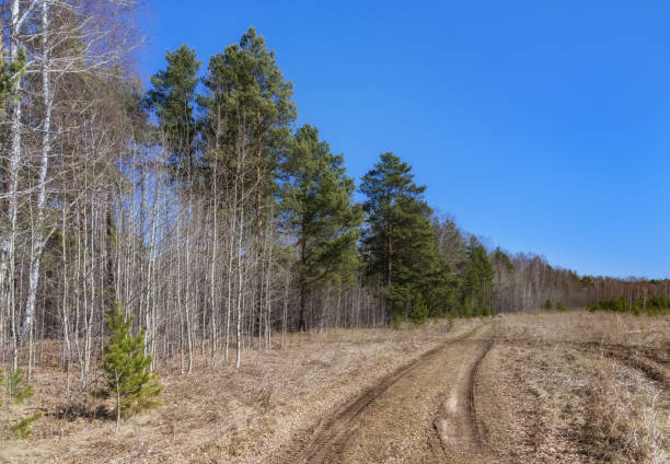 Spring forest landscape with tall green pines and trees without leaves, a blue cloudless sky and a road running into the distance. The snow has just melted and nature is waking up. Russia, Ural