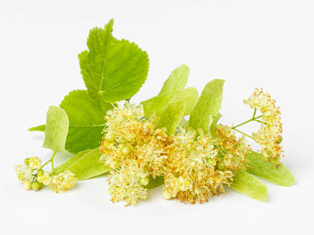 istock isolated beautiful fresh linden flower on white background 1407048147